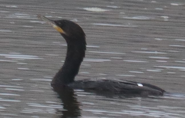 Neotropic Cormorant - ML642665695