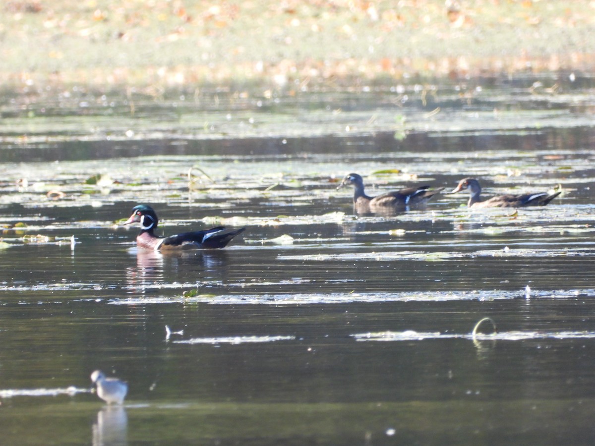 Wood Duck - ML642665709