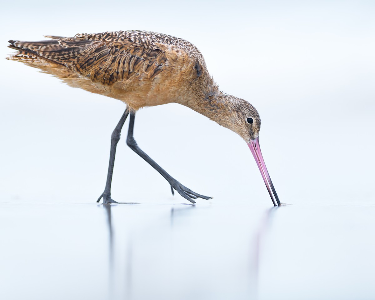 Marbled Godwit - ML642665731