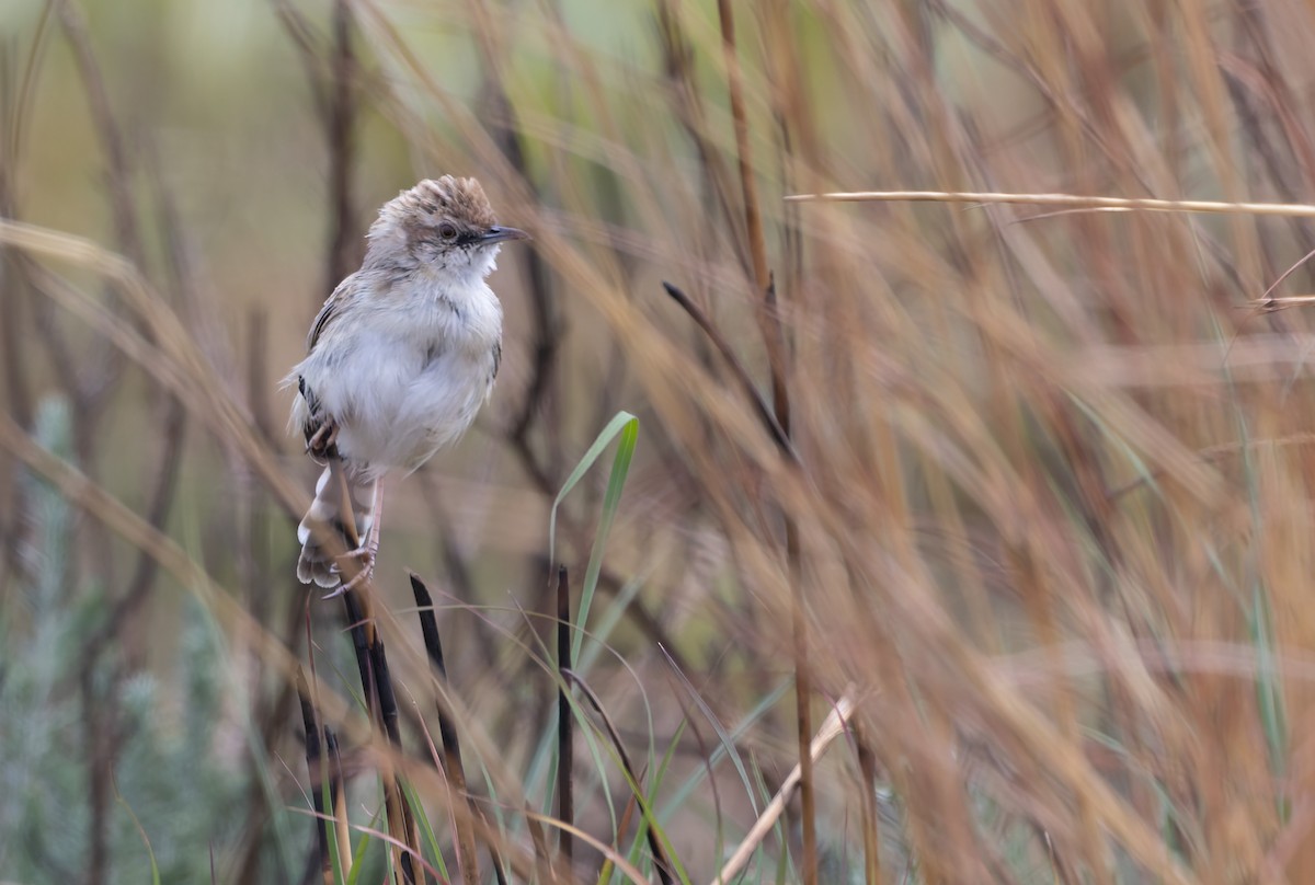 Desert Cisticola - ML642665766