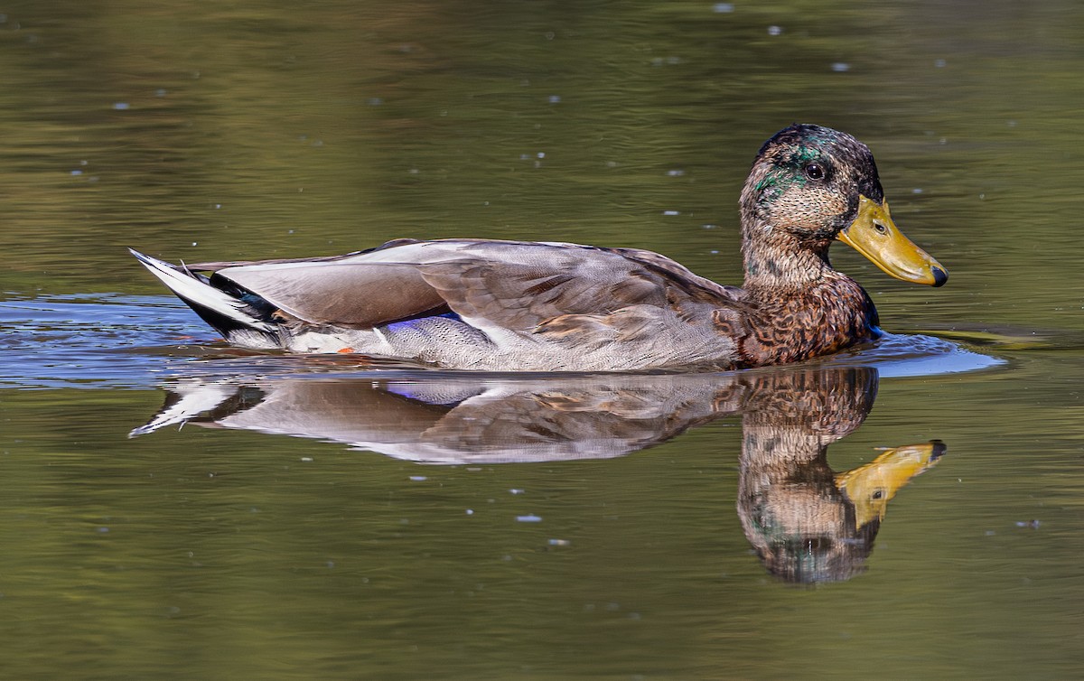 Mallard - ML642665767