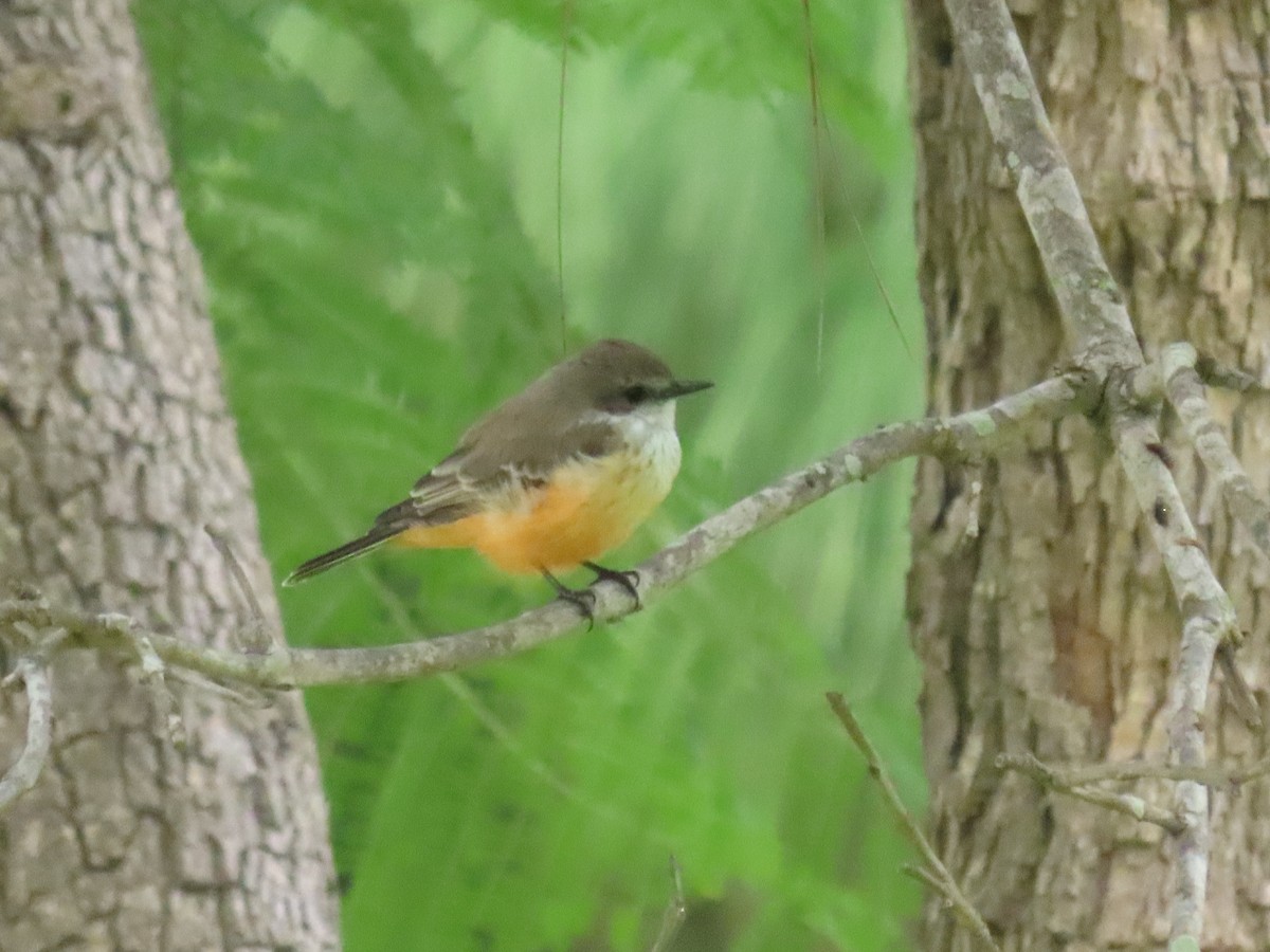 Vermilion Flycatcher - ML642665793