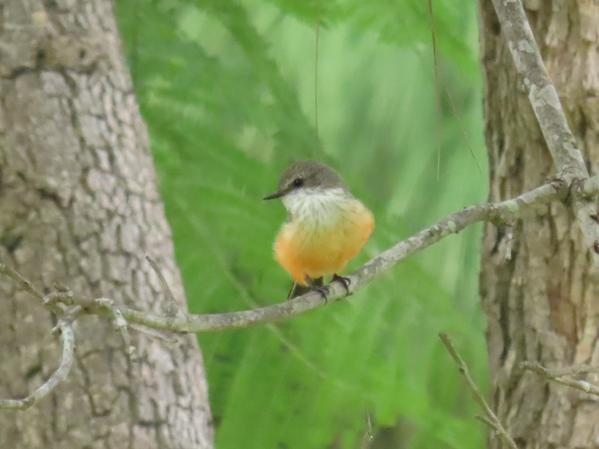 Vermilion Flycatcher - ML642665794