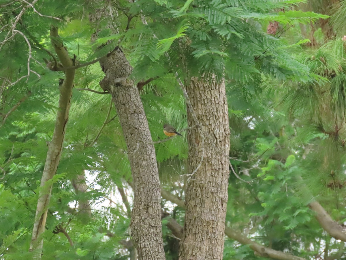 Vermilion Flycatcher - ML642665795