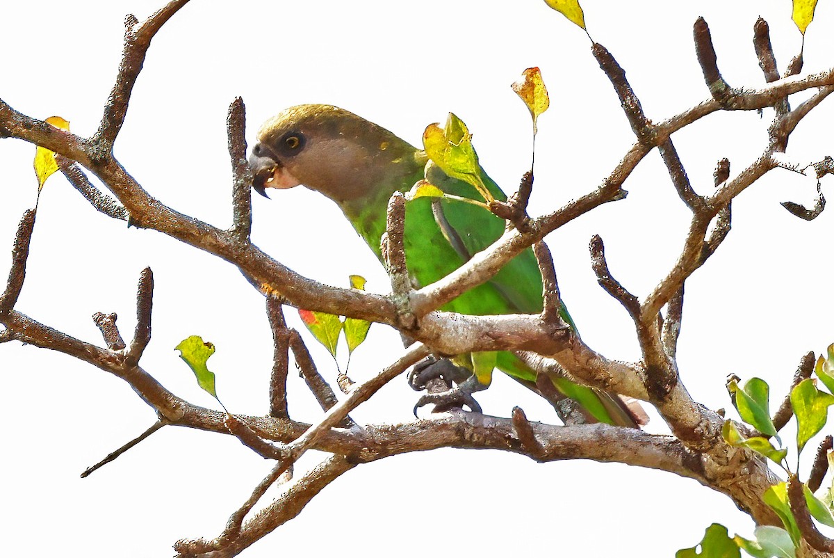 Brown-headed Parrot - ML642665796