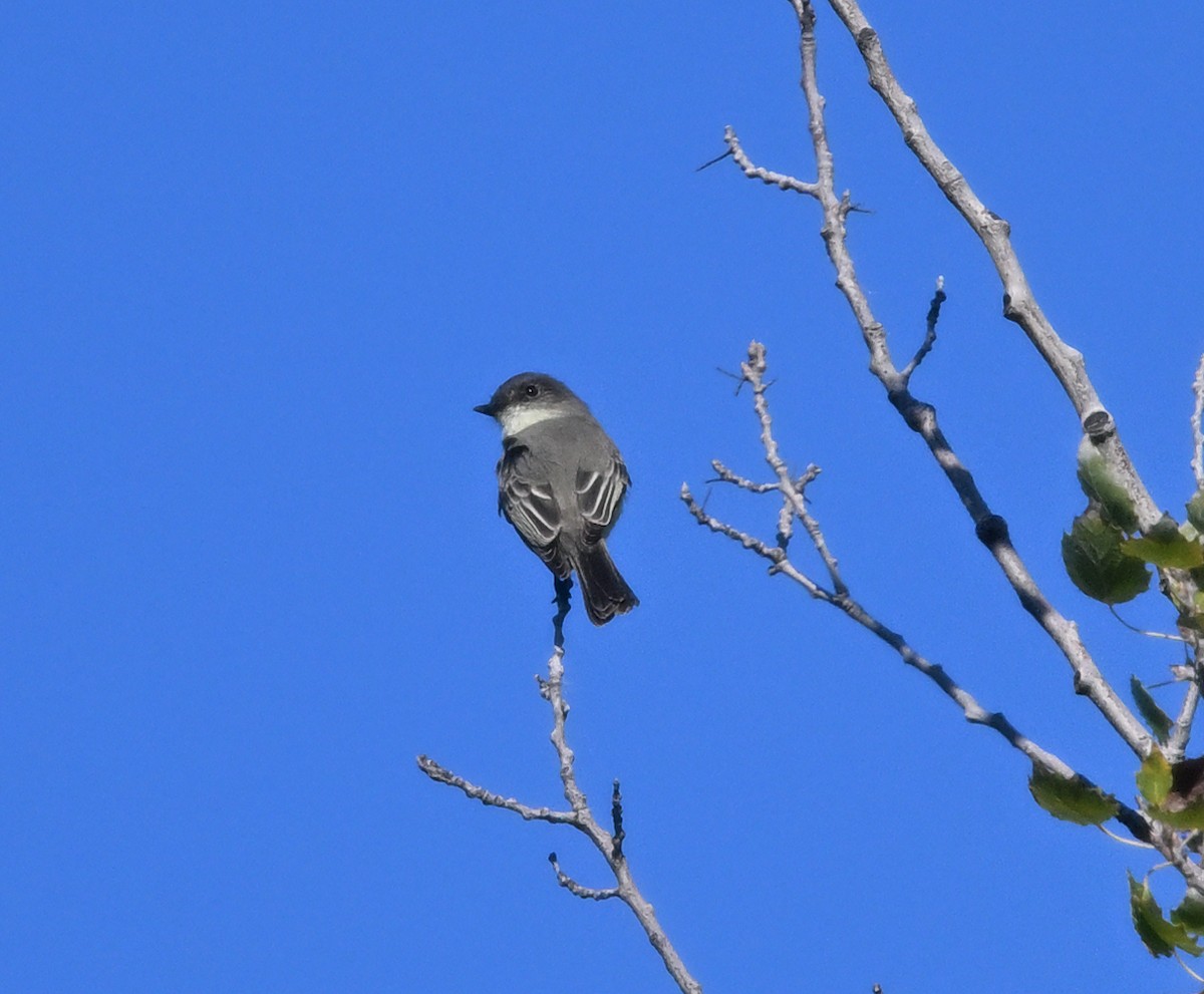 Eastern Phoebe - ML642665798
