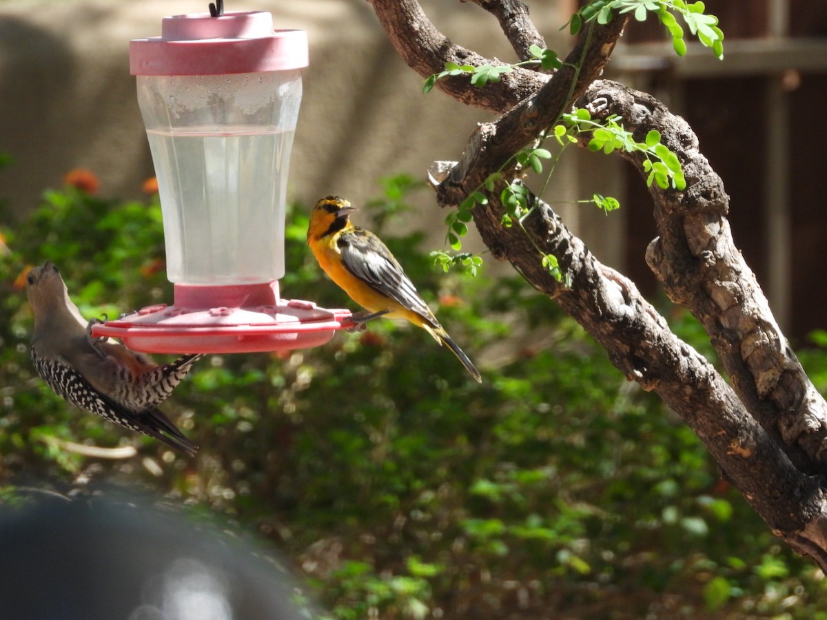 Bullock's Oriole - ML642665812