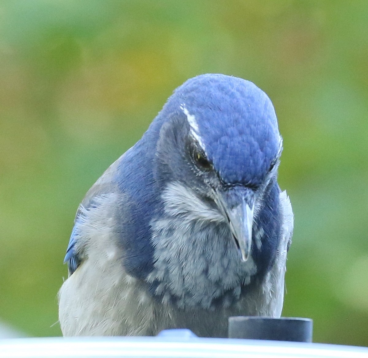 California Scrub-Jay - ML642665814