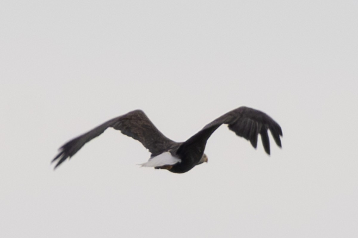 Bald Eagle - ML642665815