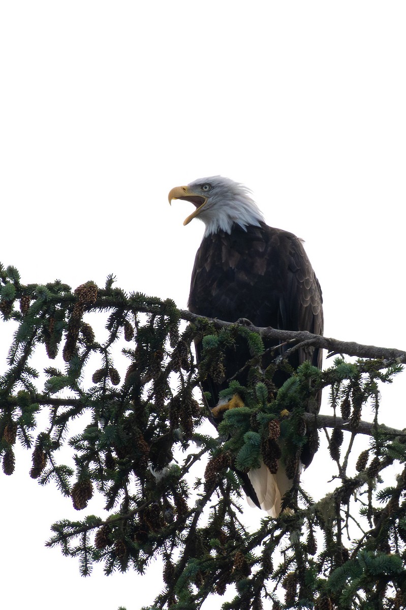 Bald Eagle - ML642665826