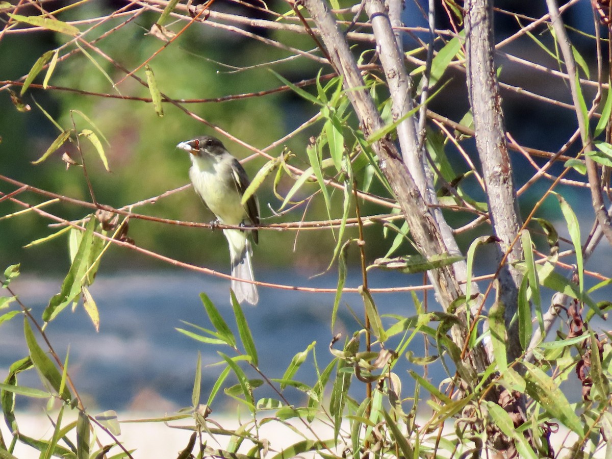 Eastern Phoebe - ML642665835