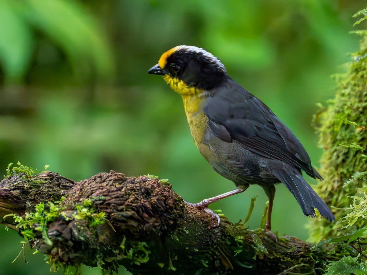 Pale-naped Brushfinch - ML642665846