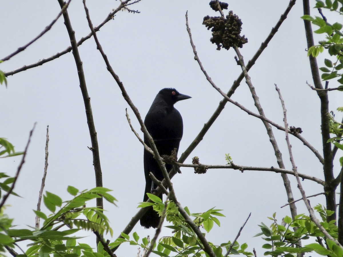 Giant Cowbird - ML642665868