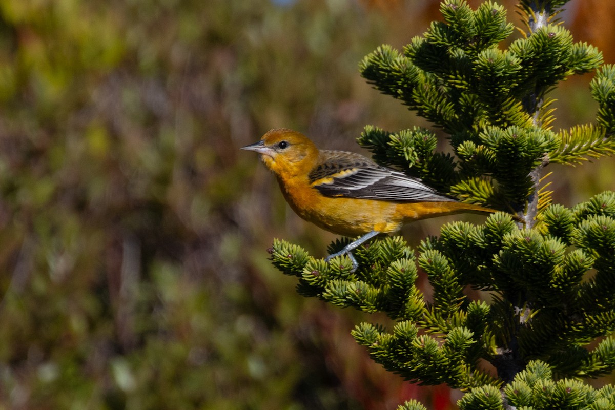 Baltimore Oriole - ML642665869