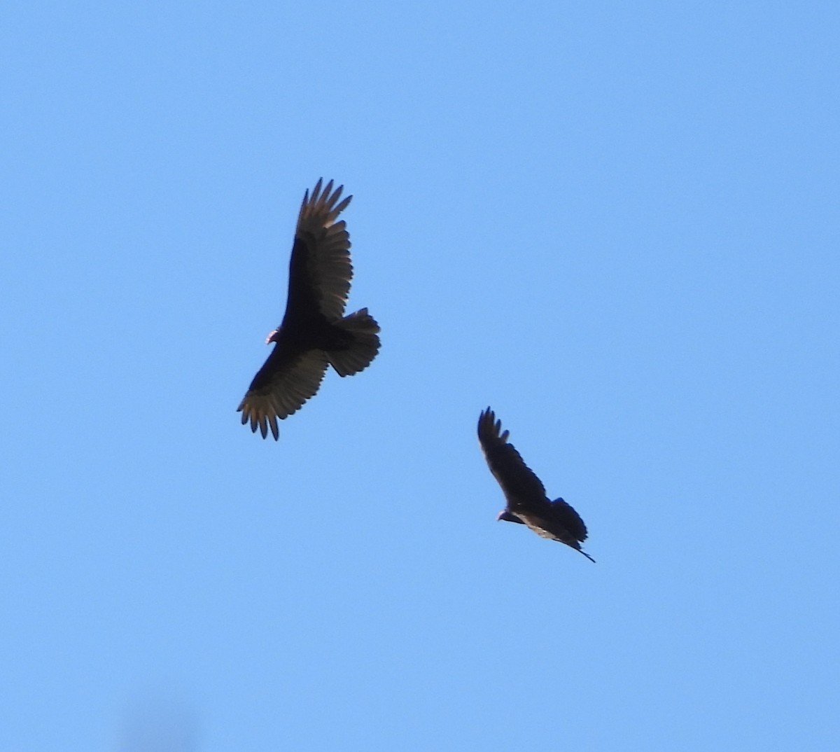 Turkey Vulture - ML642665870