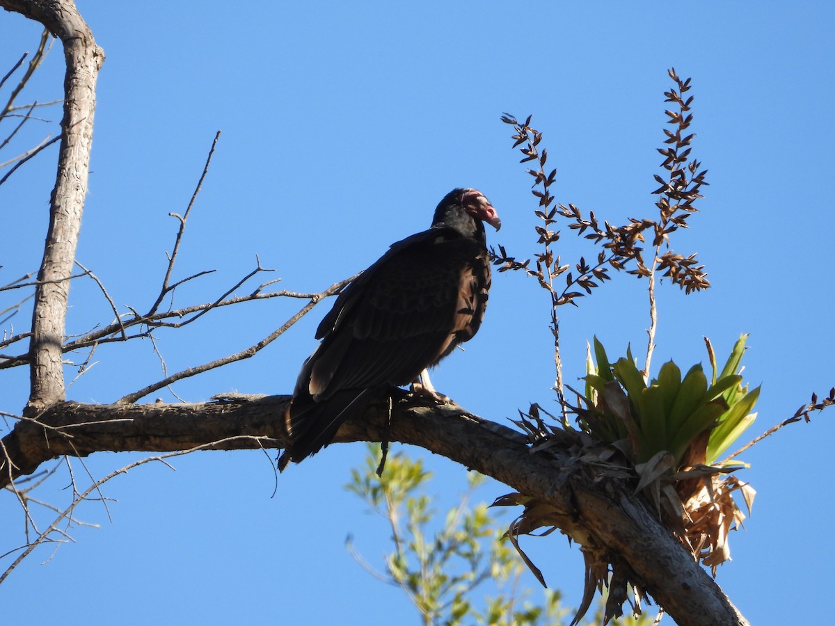 Turkey Vulture - ML642665871