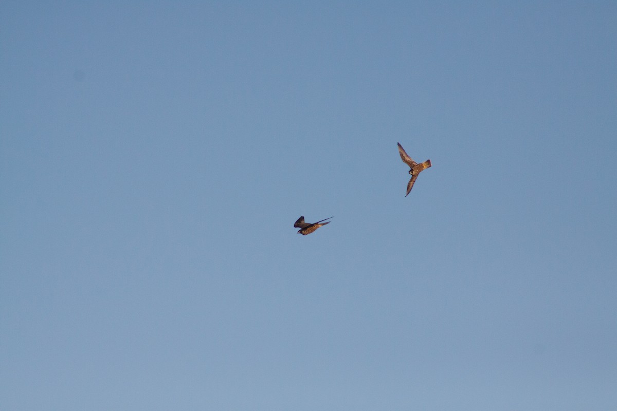 sokol stěhovavý - ML642665875