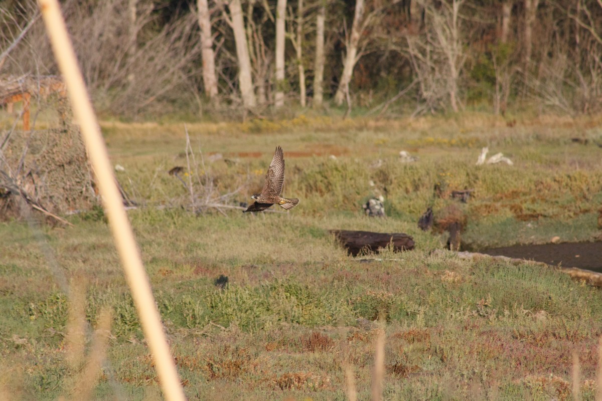 sokol stěhovavý - ML642665882