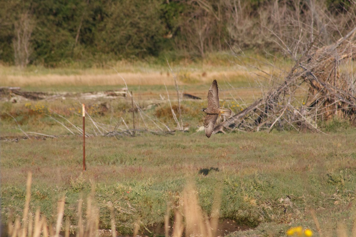 sokol stěhovavý - ML642665883