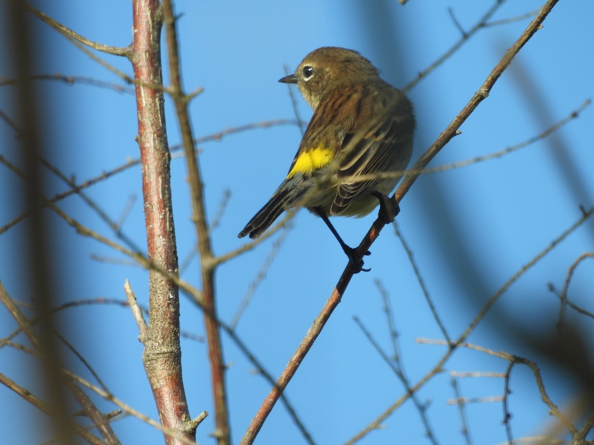 Paruline à croupion jaune (coronata) - ML642665890
