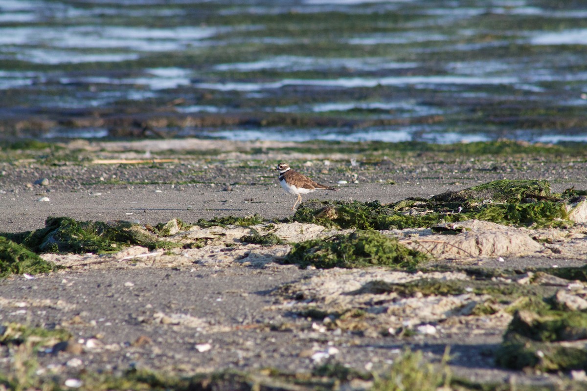 Killdeer - ML642665894