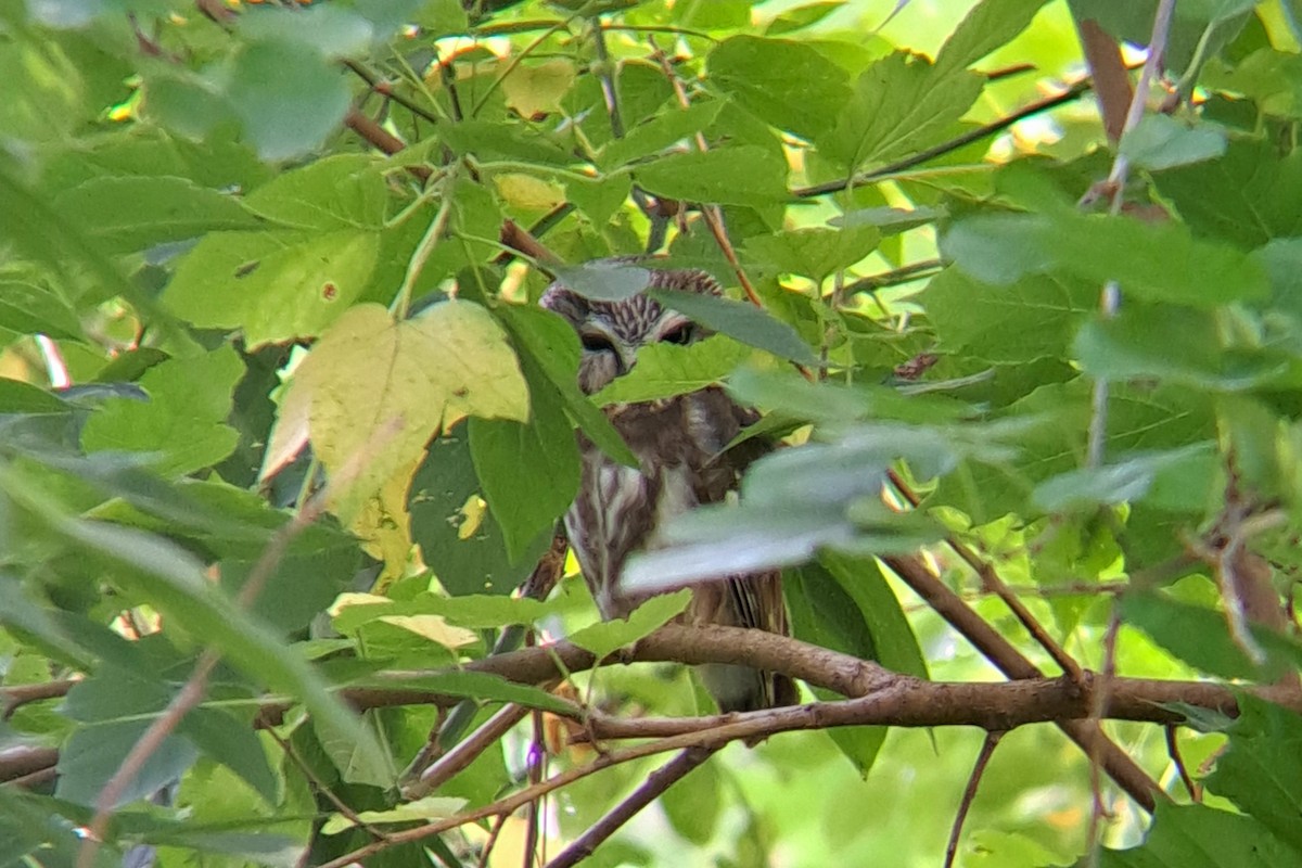 Northern Saw-whet Owl - ML642665895