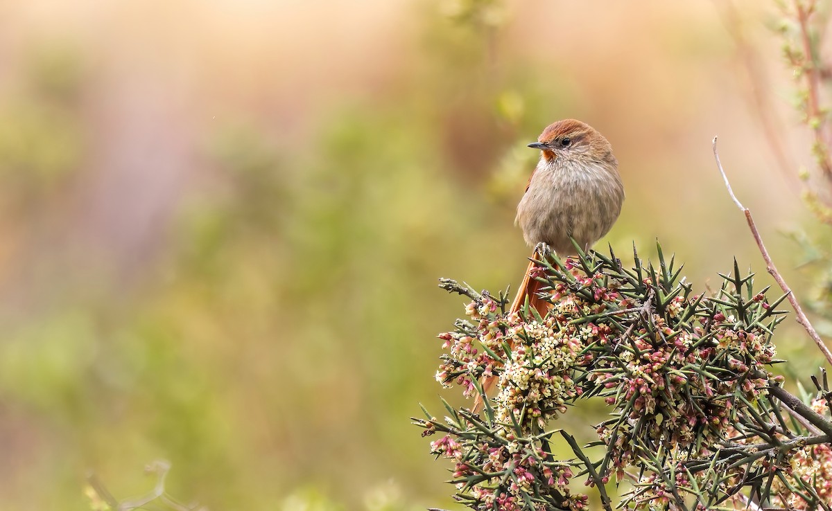 Rusty-fronted Canastero - ML642665897