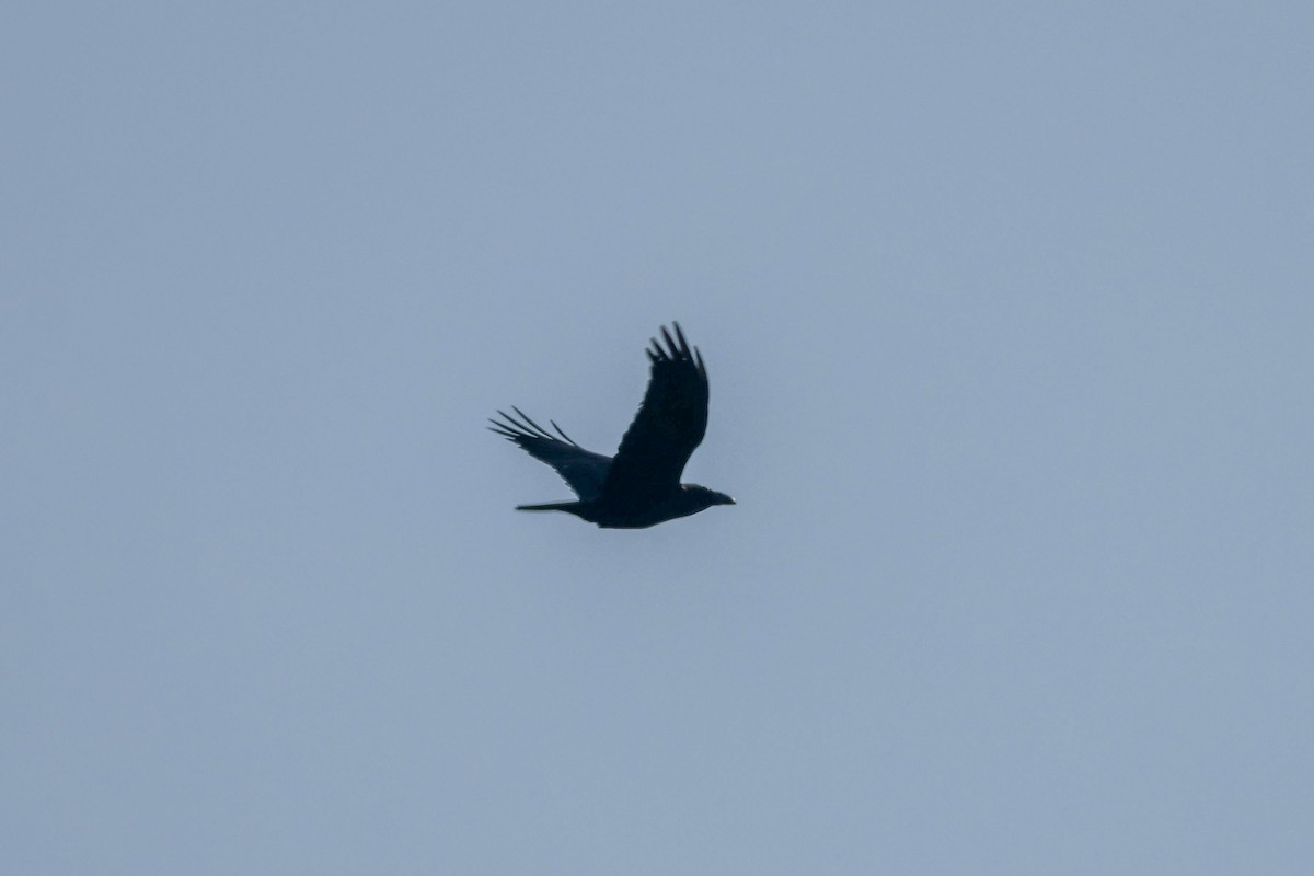 Grand Corbeau - ML642665898