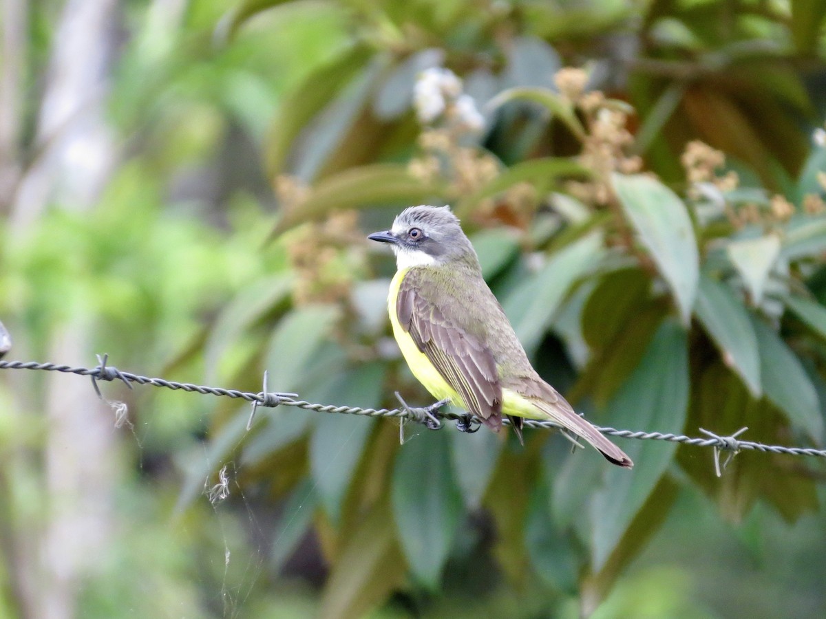 Gray-capped Flycatcher - ML642665899