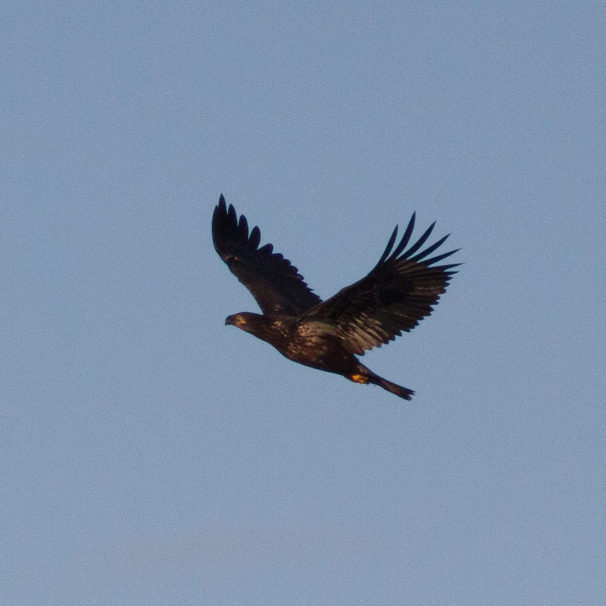 Bald Eagle - ML642665900