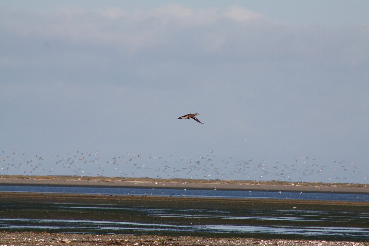 kachna divoká - ML642665904