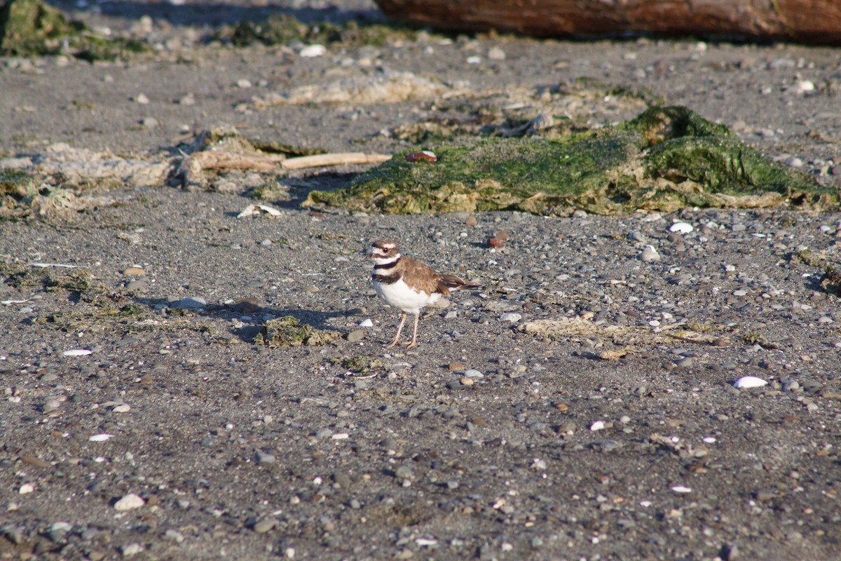 Killdeer - ML642665906