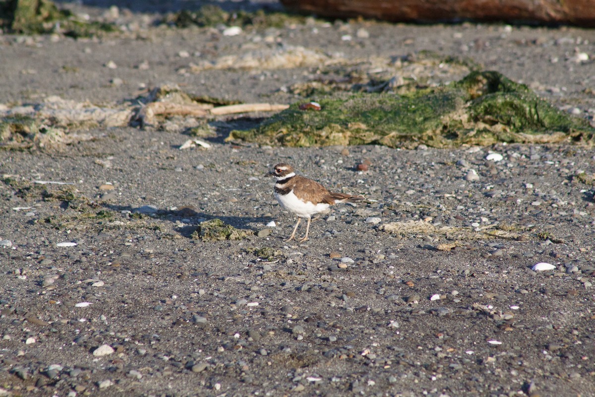 Killdeer - ML642665909
