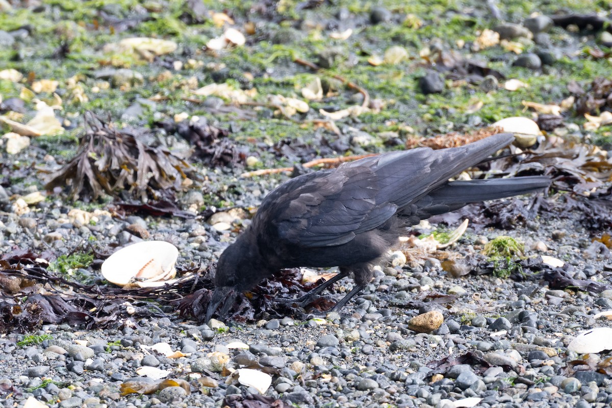 American Crow - ML642665910