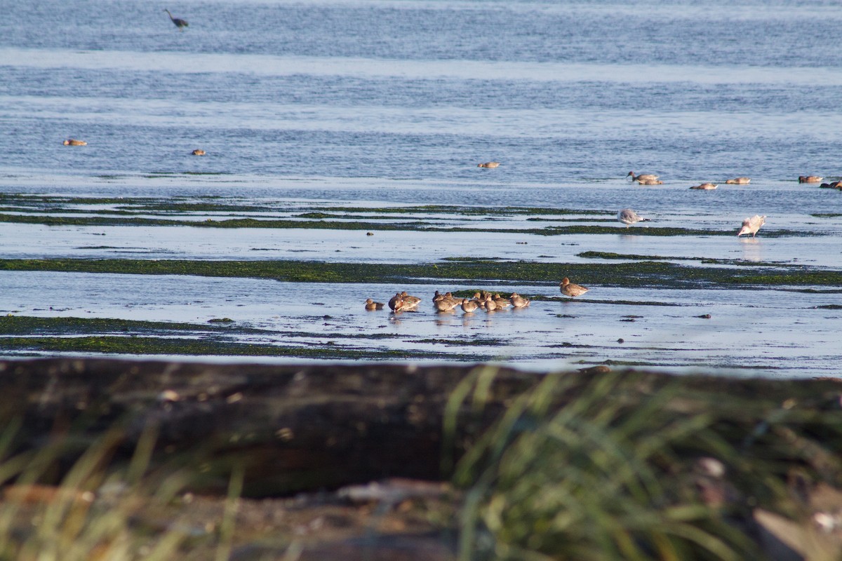 čírka obecná - ML642665914