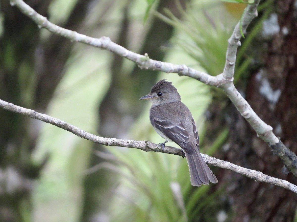 Northern Tropical Pewee - ML642665920