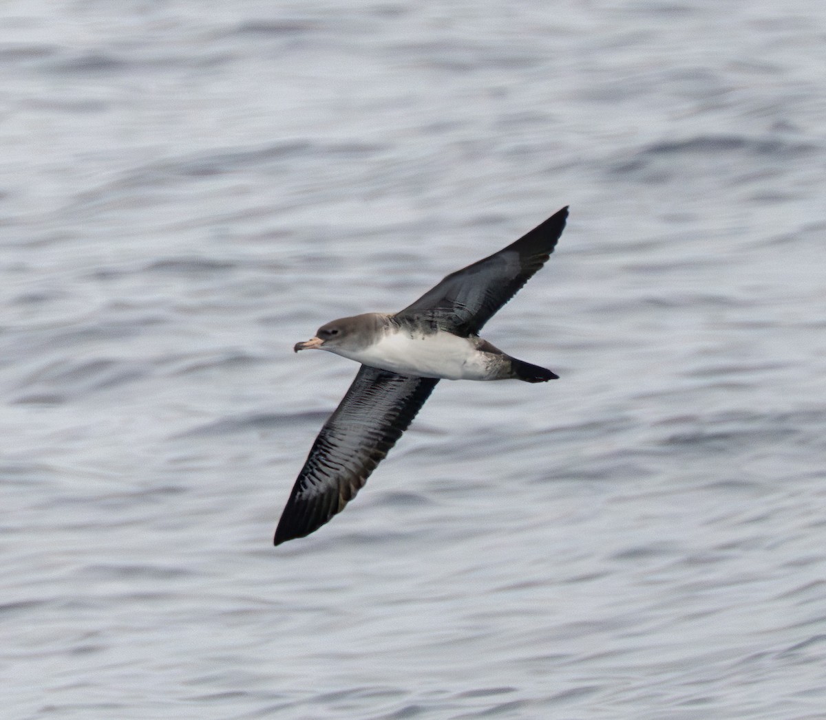 Pink-footed Shearwater - ML642665922