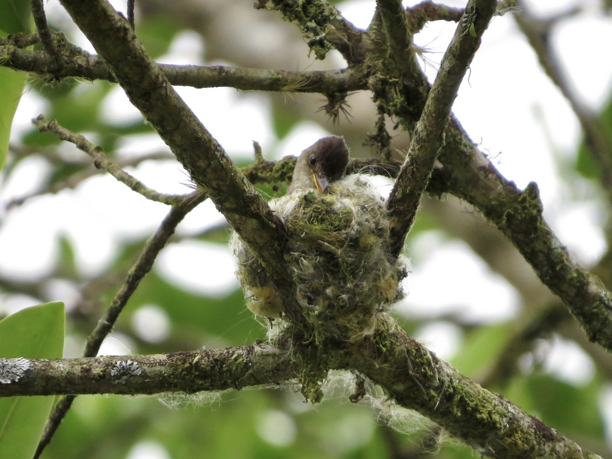 Northern Tropical Pewee - ML642665936