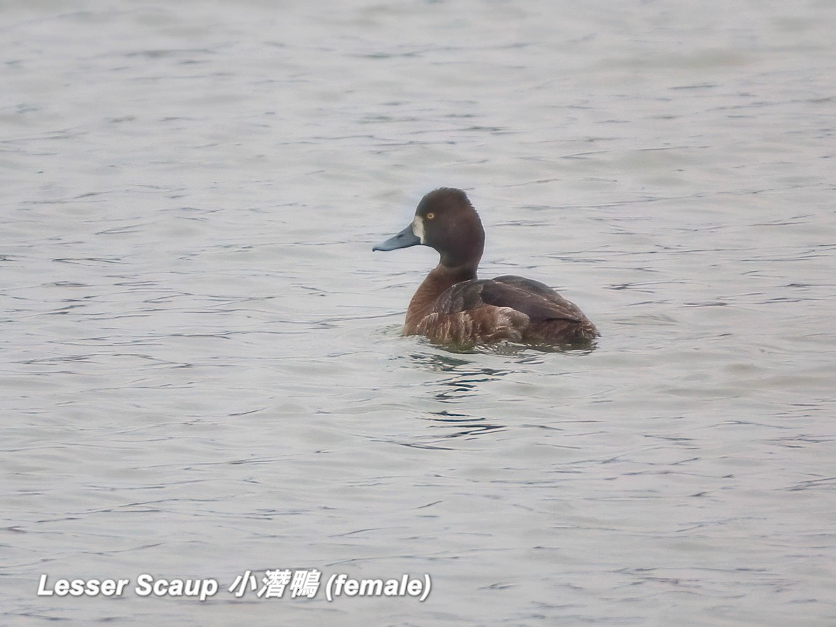 Lesser Scaup - ML642665937