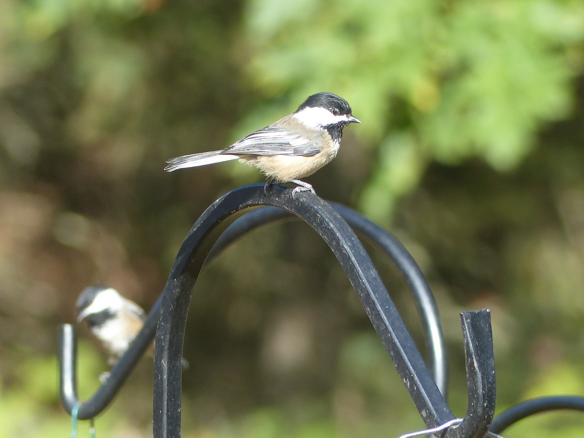 sýkora černohlavá - ML642665948