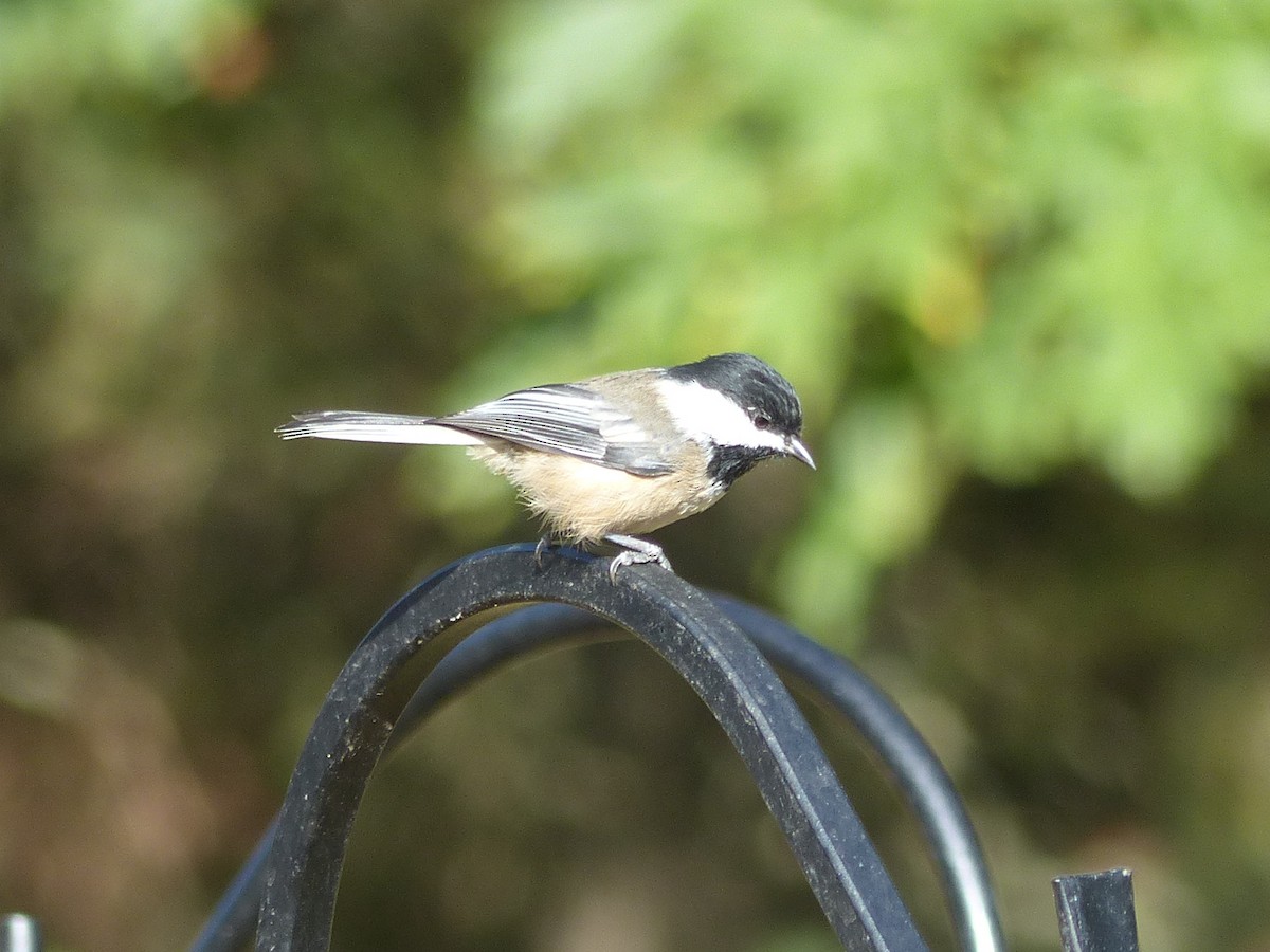 sýkora černohlavá - ML642665953