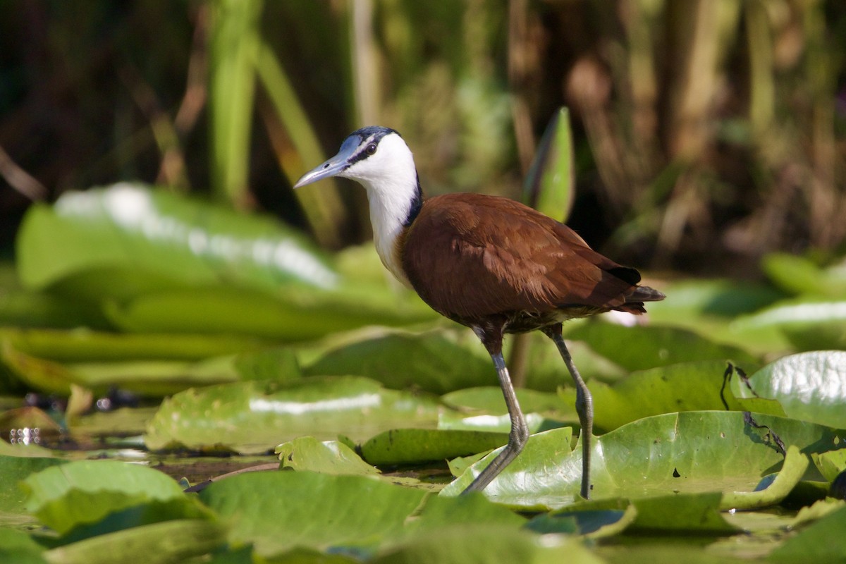 African Jacana - ML642665955