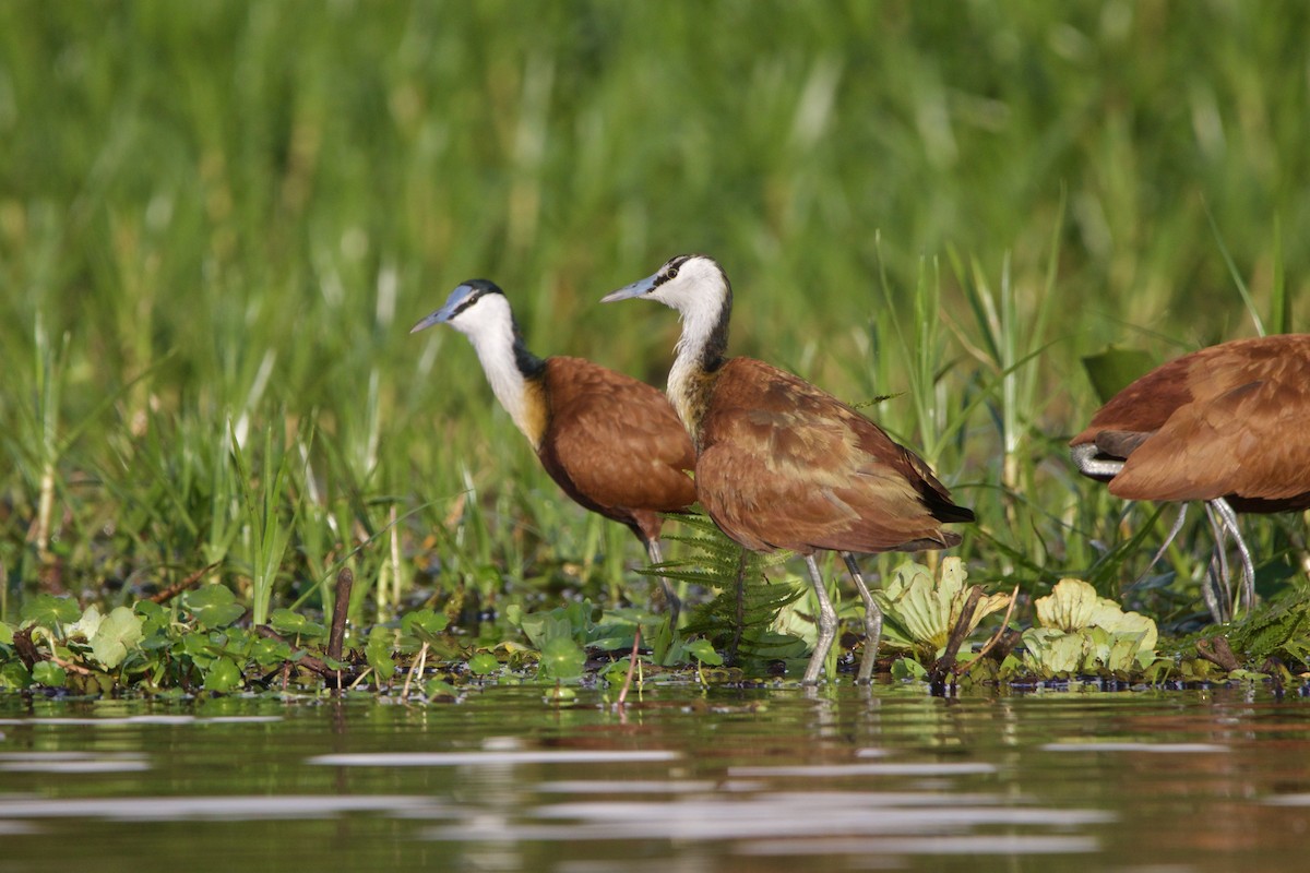 African Jacana - ML642665956