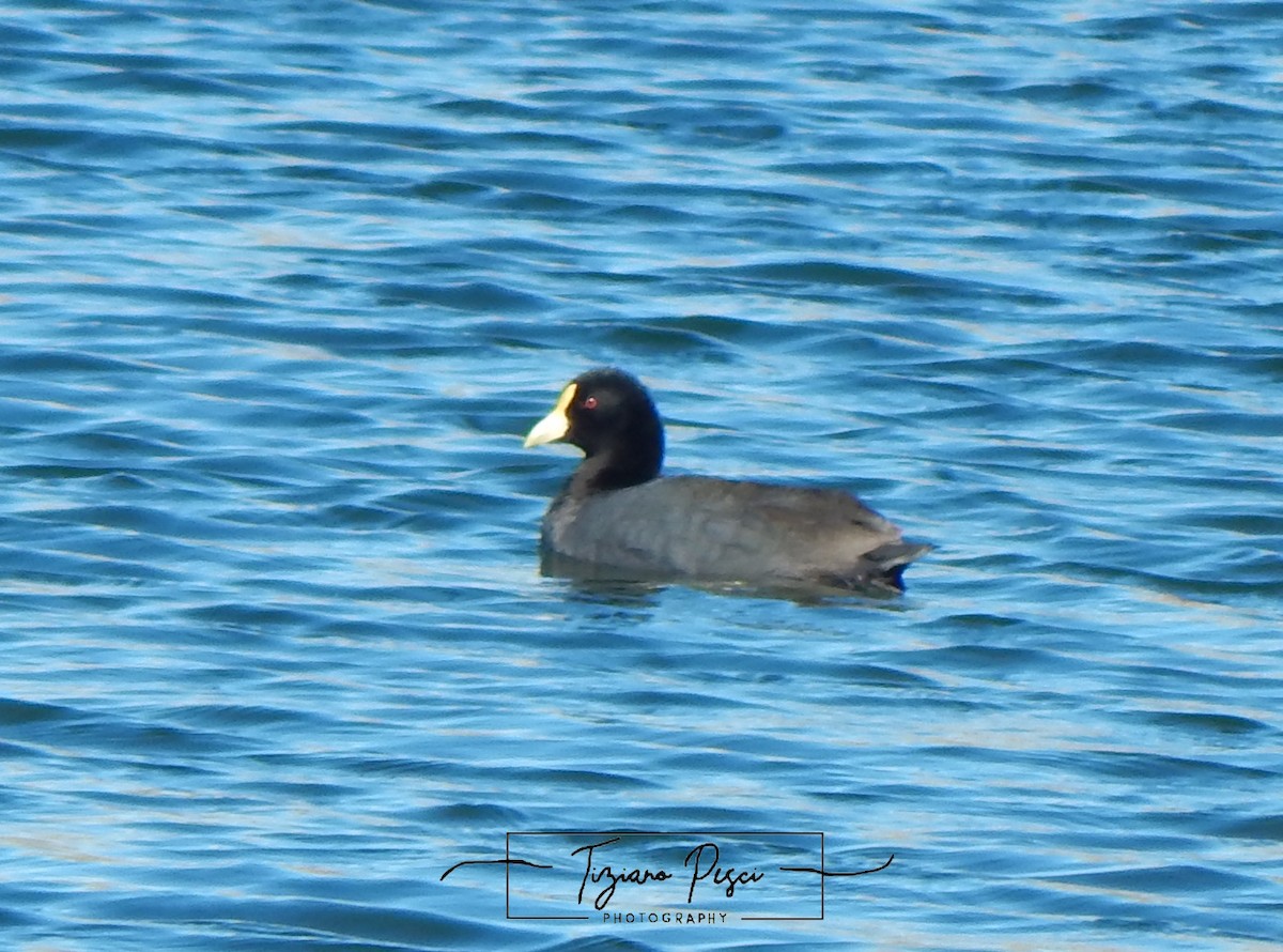 White-winged Coot - ML642665957