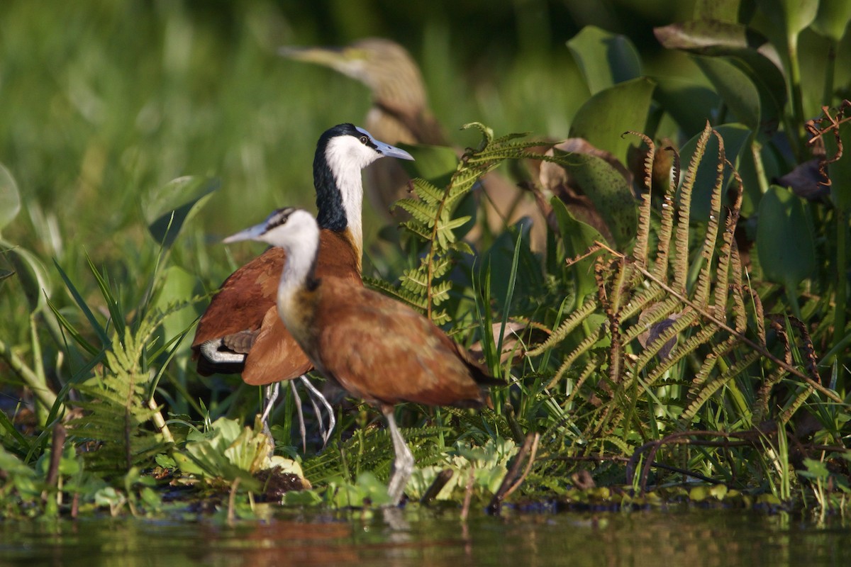 African Jacana - ML642665958