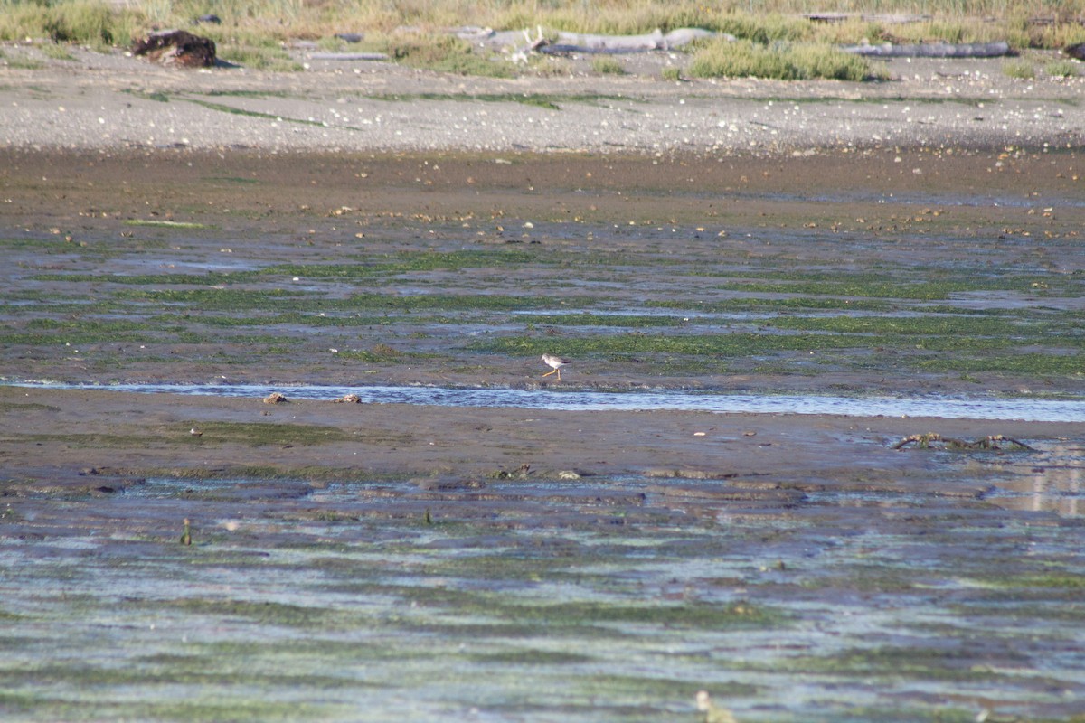 vodouš velký - ML642665959