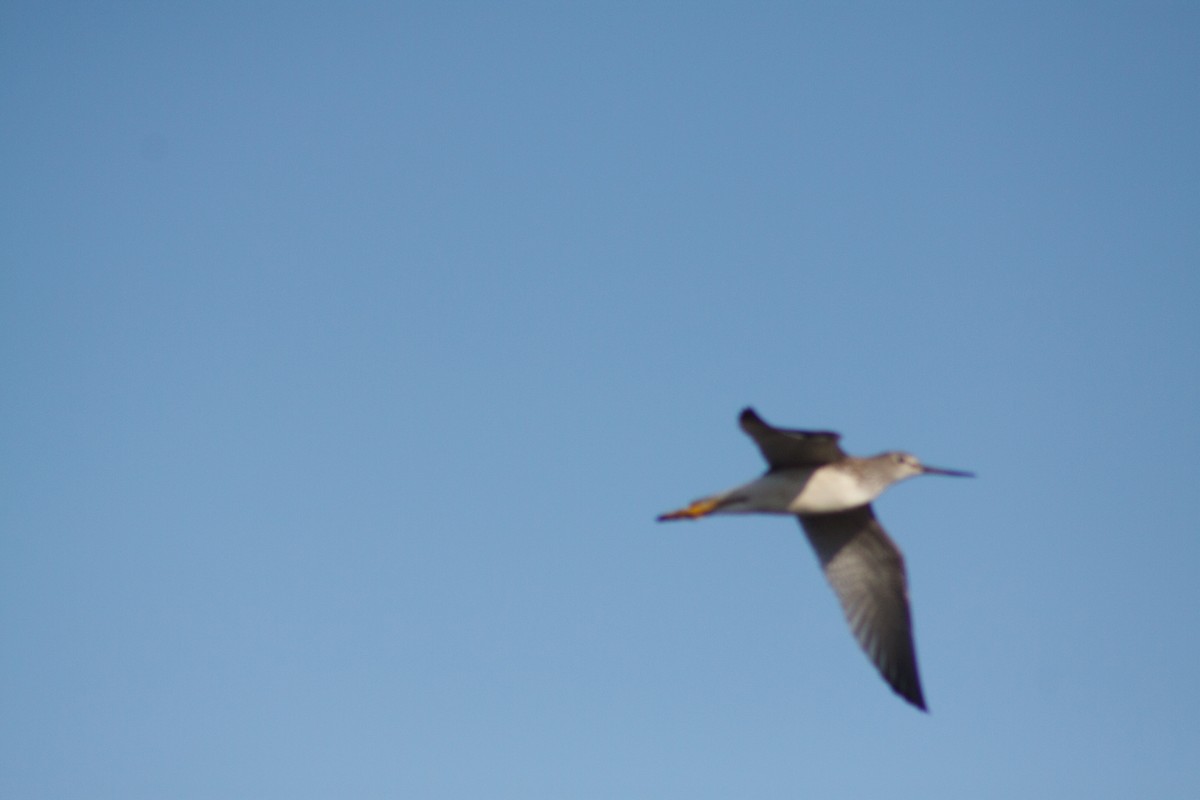 vodouš žlutonohý - ML642665960