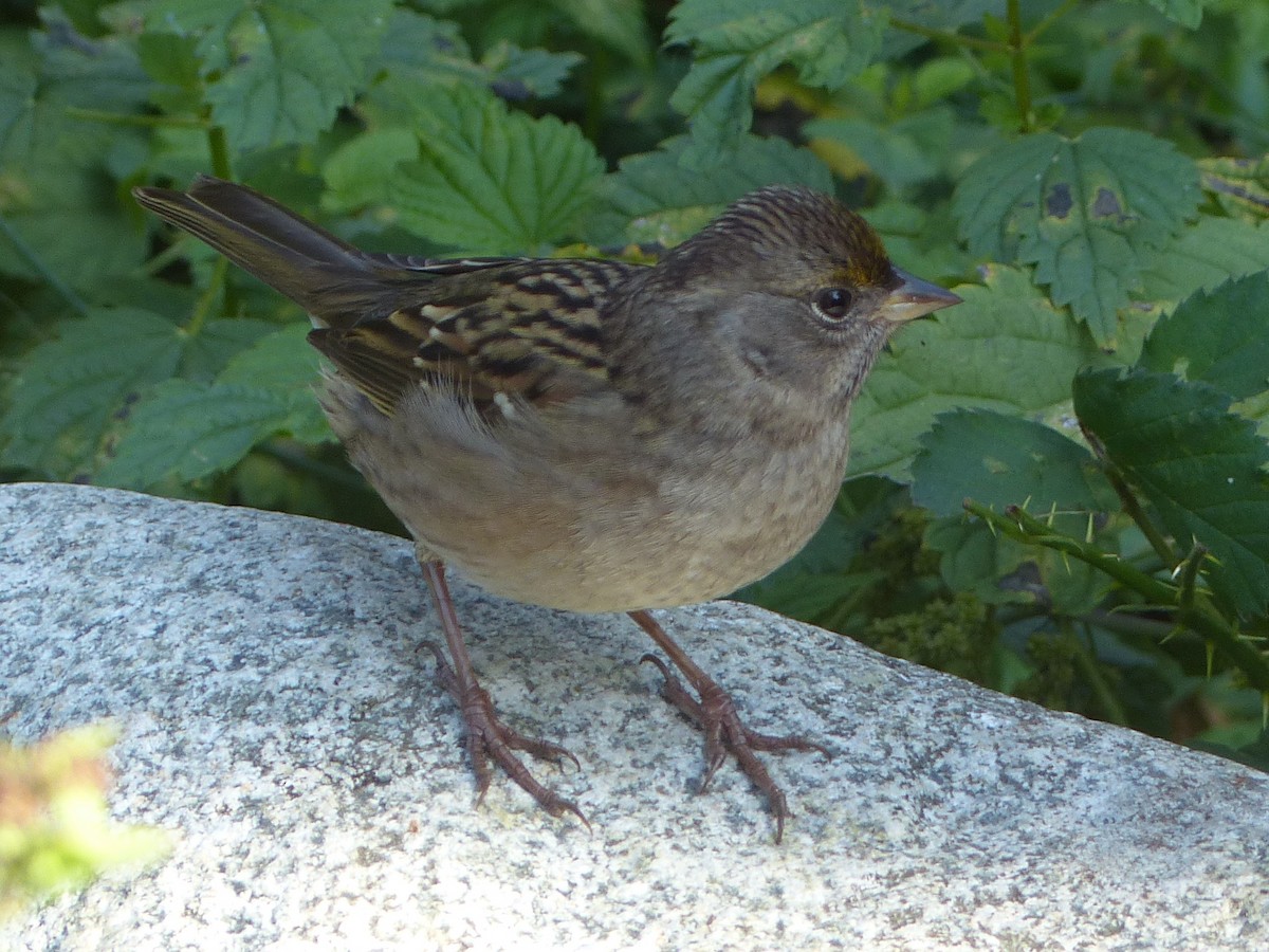 Golden-crowned Sparrow - ML642665962