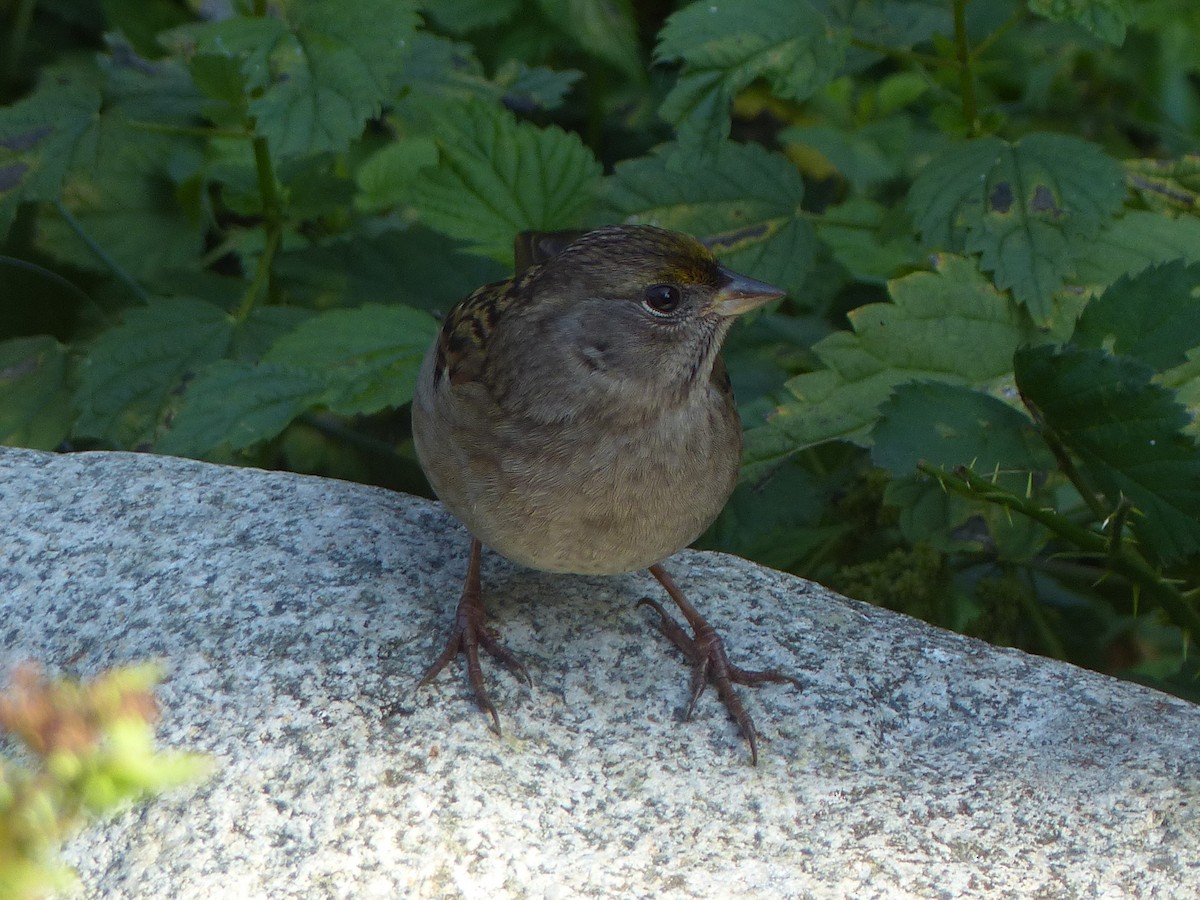 Golden-crowned Sparrow - ML642665970