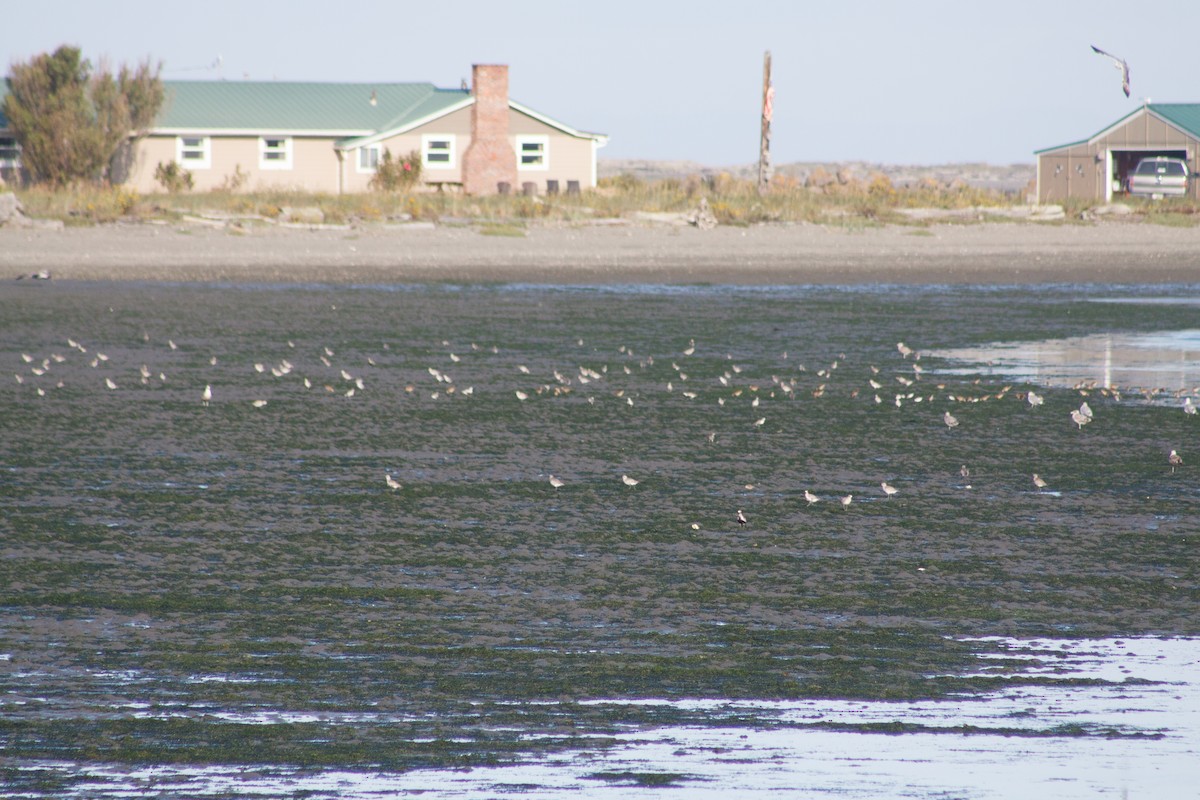 kulík bledý - ML642665971